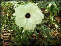 10月25日ケナフの花