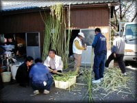 ケナフの皮むき及び皮の切断