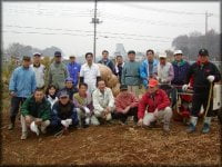 ケナフの刈り取り