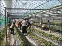 秩父でのいちご狩