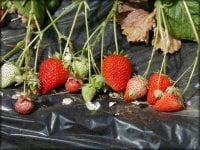 秩父でのいちご狩