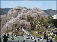 荒川村のしだれ桜