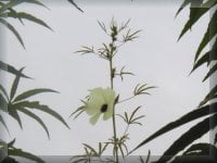 9月27日ケナフの花