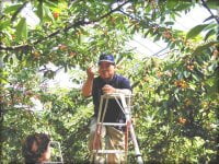 観光果樹園にて