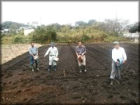 れんげ草の種まき