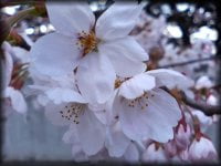 ゴルフ&お花見家族例会