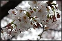 花見家族移動例会