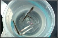 ワカサギ釣り移動例会