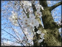 花見家族移動例会